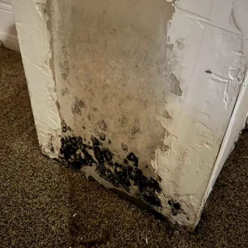 Professional Mold Removal in Martin County, NC
